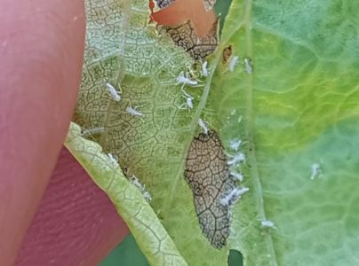 Vo&scaron;ka Dysaphis devecta