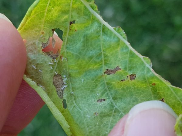 Rosy leaf-curling apple aphid