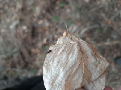 Drevokaz bukov&yacute;