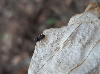 Drevokaz bukov&yacute;