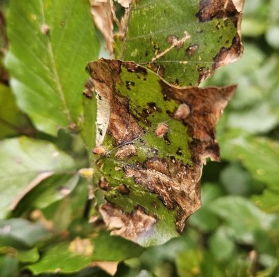 Hartigiola annulipes