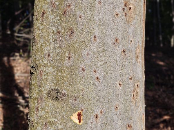 Beech bark beetle