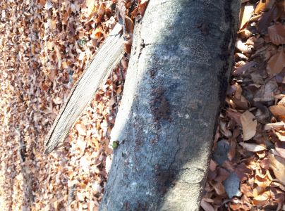 Drevovček bukov&yacute;