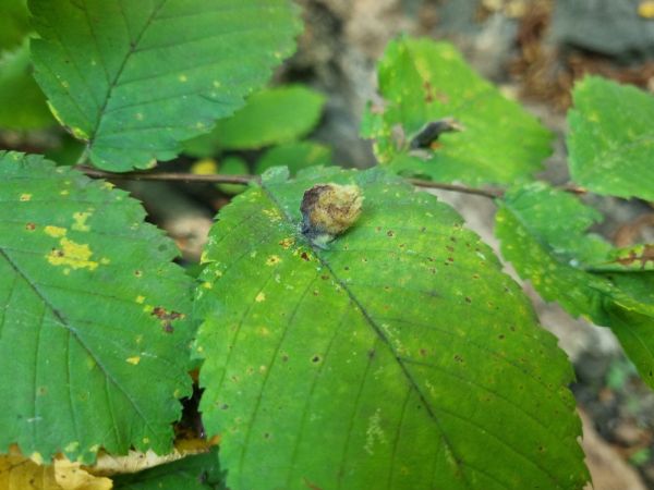 Aphid Colopha compressa