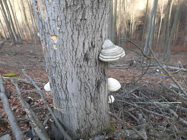 Tinder fungus