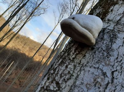 Pr&aacute;chnovec kopytovit&yacute;