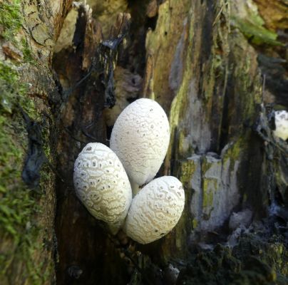 A - nie je v datab&aacute;ze