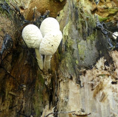 A - nie je v datab&aacute;ze