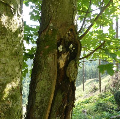 A - nie je v datab&aacute;ze