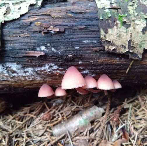 Martina Sucháňová 