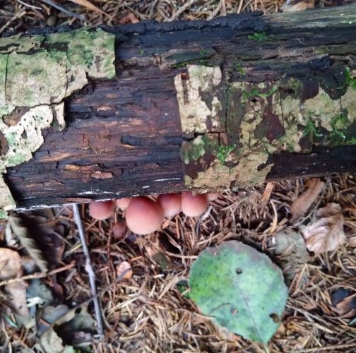 Martina Sucháňová 