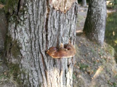 Lesklok&ocirc;rovka tmav&aacute;