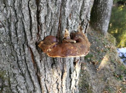 Lesklok&ocirc;rovka tmav&aacute;