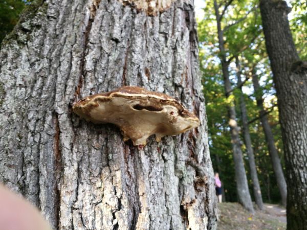 Ganoderma root and butt rot