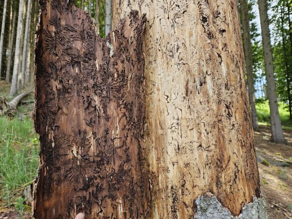 European spruce bark beetle