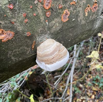 Fomes fomentarius 