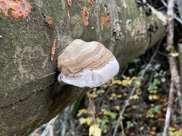 Tinder fungus