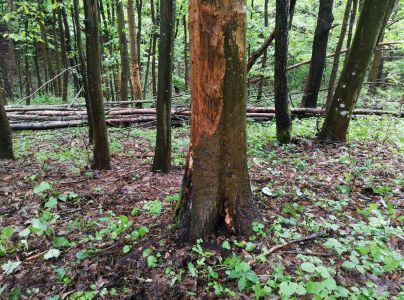 Podpňovka obyčajn&aacute;