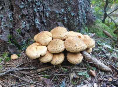 &Scaron;upinovka &scaron;upinat&aacute;