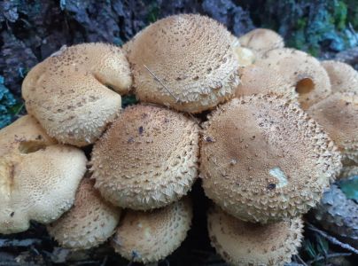 &Scaron;upinovka &scaron;upinat&aacute;