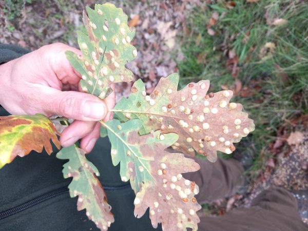 Common spangle gall