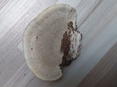 Tr&uacute;dnikovec chlpat&yacute;