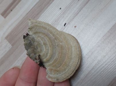 Tr&uacute;dnikovec chlpat&yacute;