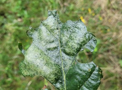 Sietnička dubov&aacute;