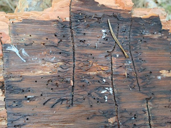 Lesser pine shoot beetle