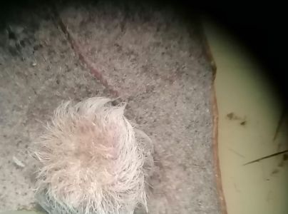 A - Ambiguously determined, we are not sure