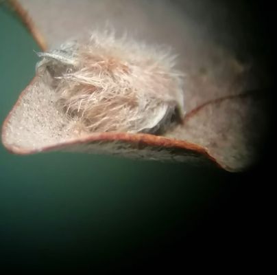 A - Ambiguously determined, we are not sure