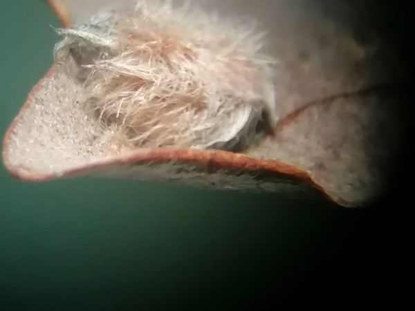 A - Ambiguously determined, we are not sure