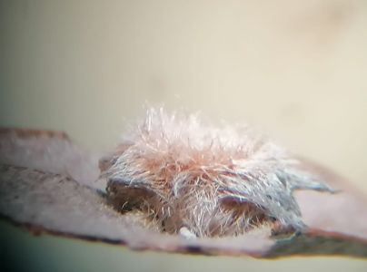 A - Ambiguously determined, we are not sure