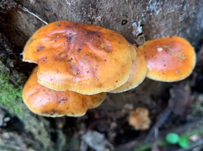 Plamienka zimn&aacute;