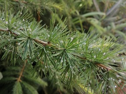 K&ocirc;rovnica zelen&aacute;