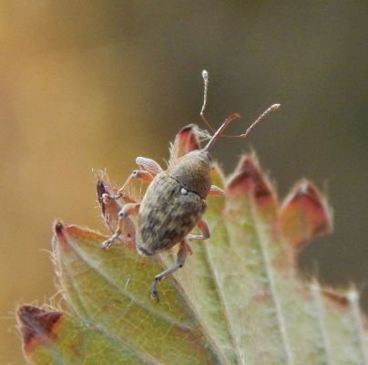 A - nejednoznačne určen&yacute;, nie sme si ist&iacute;