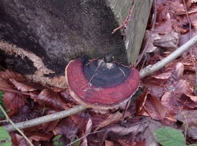 Pr&aacute;chnovček p&aacute;sikav&yacute; 