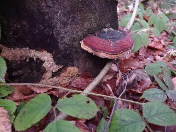 Red banded polypore
