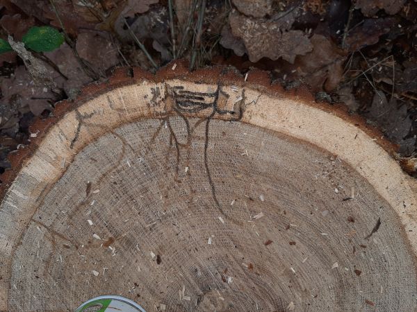 Mediterranean oak borer