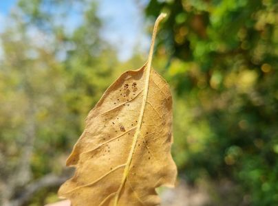 Sietnička dubov&aacute;