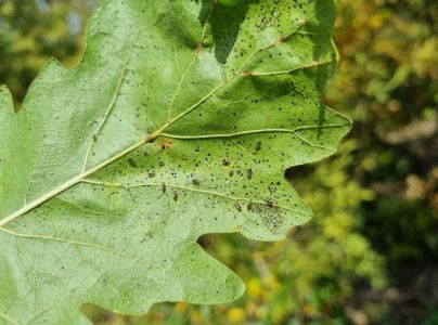 Sietnička dubov&aacute;