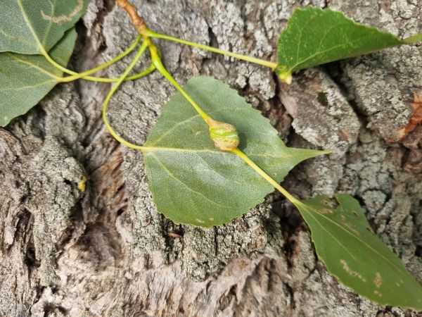 Poplar spiral gall aphid