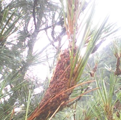 Acantholyda hieroglyphica 