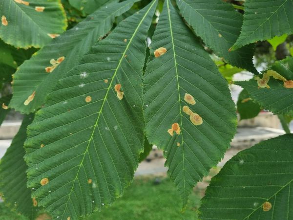 Horse-chestnut leaf miner