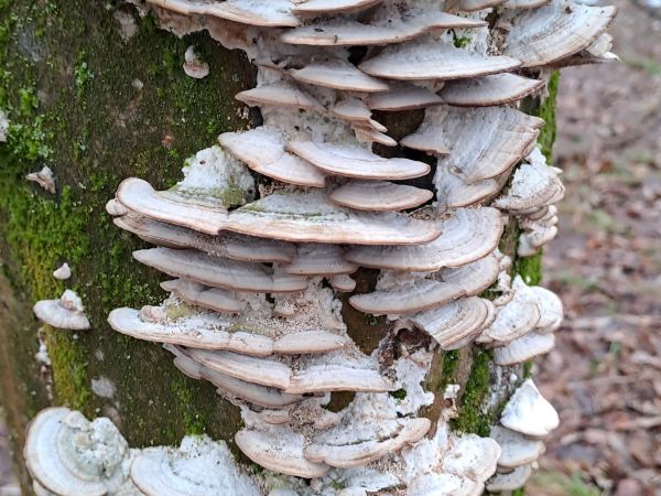Trametes wood decay
