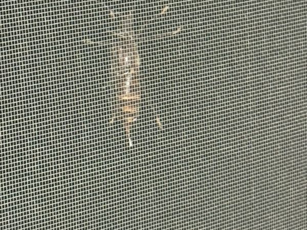 Greater horntail wasp