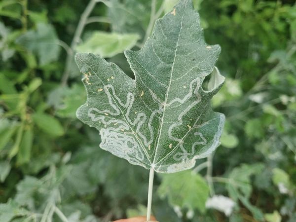 Leafminer Phyllocnistis xenia