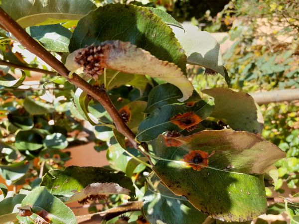 European pear rust