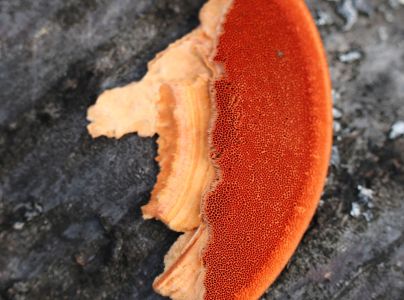 Červenica rumelkov&aacute;