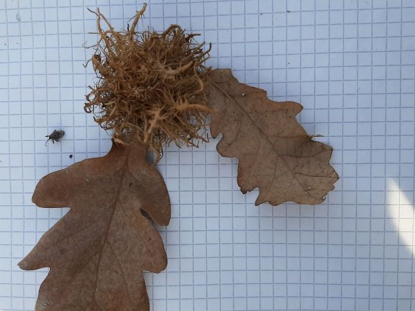 Gall wasp Andricus caputmedusae